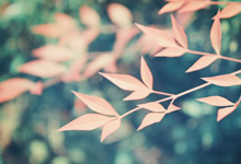 意甲顶级前锋盛赞对手，赛场风云变幻